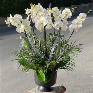  Muhteşem 8 Dal Beyaz Orkide Aranjmanı-ترتيب الأوركيد الأبيض الرائع المكون من 8 فروع nin resmi