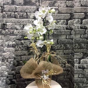 2 Dal  Beyaz Orkide VIP-2 زهرة أوركيد بيضاء متفرعة nin resmi