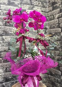 2 Dallı Fuşya Orkide VIP  nin resmi
