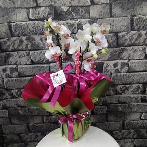 3 Dallı Minyatür Orkide nin resmi