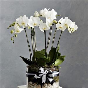 7 Dallı Kar Beyazı Orkide nin resmi