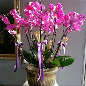 8 Dal Fuşya Renkli Orkide Aranjmanı nin resmi