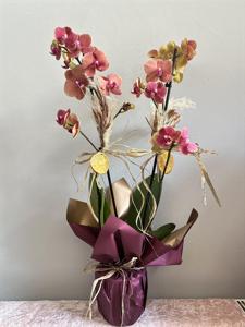 Ateş Rengi Çift Dallı Orkide nin resmi