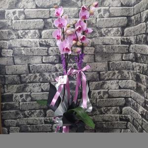 Bahar Masalı 2 Dallı Pembe Orkide nin resmi