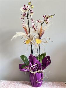 Benekli Çift Dallı Orkide  nin resmi