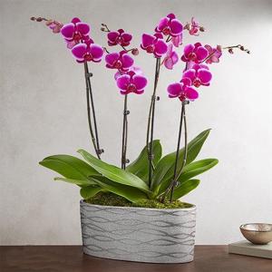 Bolluk Orkidesi 4 Dallı Mor Orkide nin resmi
