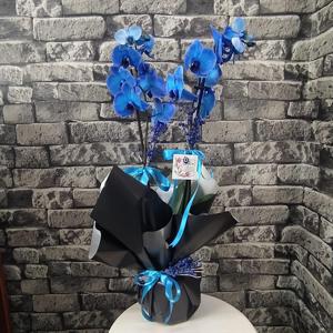 Büyük Okyanus 2 Dallı Mavi Orkide nin resmi