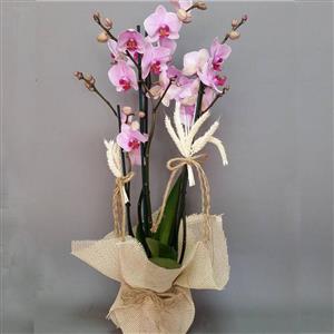 Cennet Bahçesi 2 Dallı Pembe Renkli Orkide nin resmi