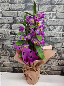 Dendirium Orkide nin resmi