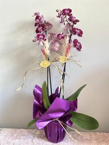 Desenli Fuşya Orkide nin resmi