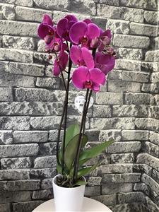 Fuşya Orkide VIP nin resmi