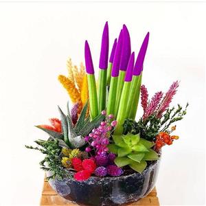 Gökkuşağı Teraryum nin resmi