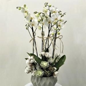 Göz Kamaştır 4 Dallı Kar Beyazı Orkide Aranjmanı nin resmi