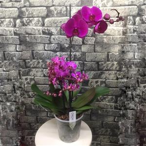 Hem Cesur Hem Gösterişli Fuşya Bol Çiçekli VIP Orkide nin resmi
