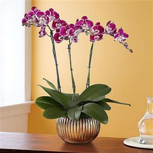 Kraliçe Orkide 3 Dallı Renkli Orkide nin resmi