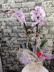 Leylak Rengi VIP Orkide nin resmi