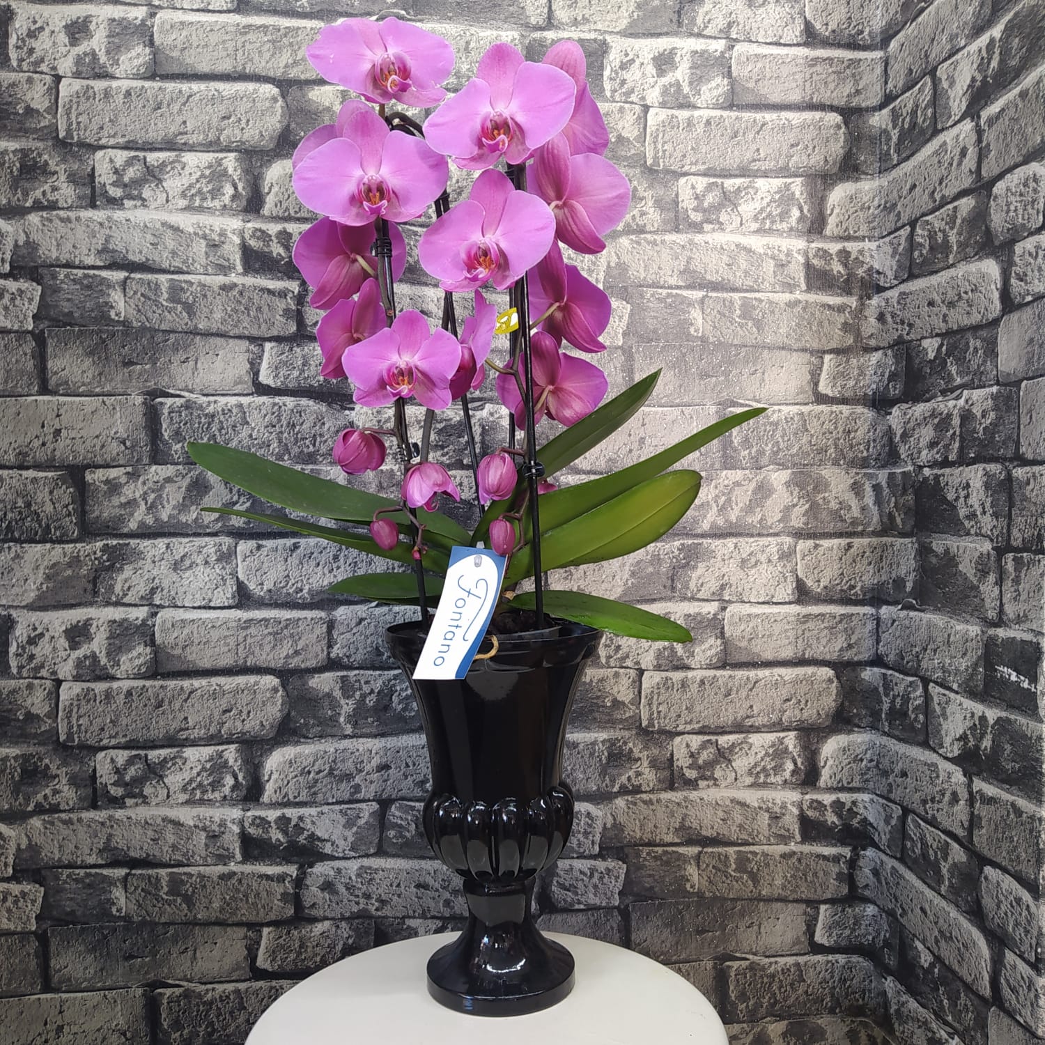 Luxury Phalaneopsis 2 Dallı Fuşya VIP Orkide