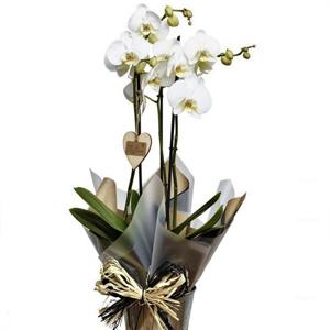 Masum Sevgi 3 Dallı Beyaz Orkide VİP nin resmi