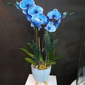 Mavinin Rüyası Çift Dallı Mavi Orkide nin resmi