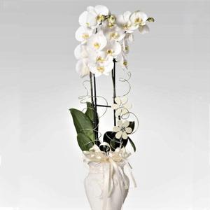 Melek Kanatları 2 Dallı Kar Beyazı Orkide nin resmi