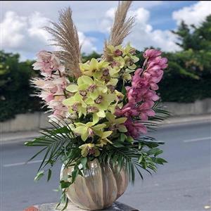 Orkide Bahçesi Cipidyum Orkide nin resmi