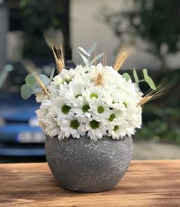 Papatya Aranjmanı nin resmi