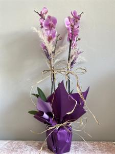 Pembe Çift Dallı Orkide nin resmi