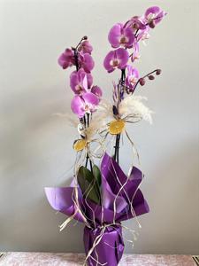 Pembe Çift Dallı Orkide nin resmi