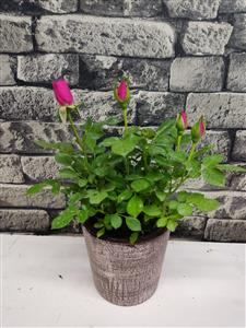 Saksıda Pembe Gül nin resmi