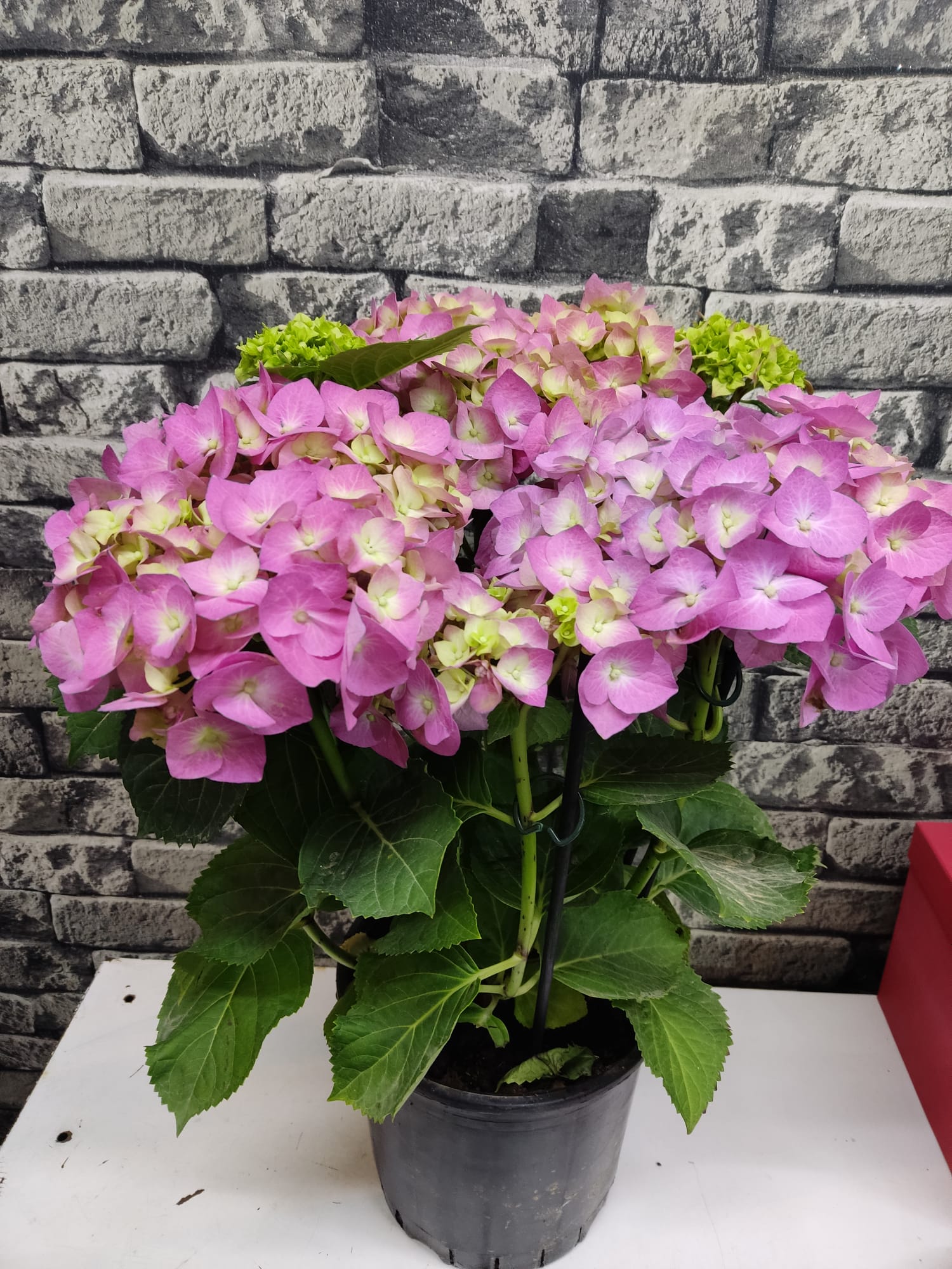 Saksıda Pembe Ortanca