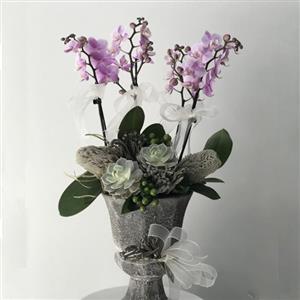 Sevgi Zarafeti 4 Dallı Lila Orkide nin resmi
