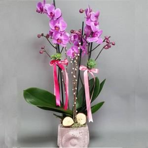 Sevinç Patlaması 2 Dallı VIP Fuşya Orkide nin resmi