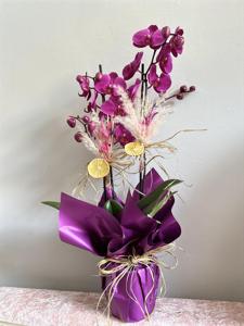 Çif Dallı Fuşya Orkide nin resmi