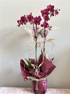 Çift Dallı Bordo Orkide nin resmi