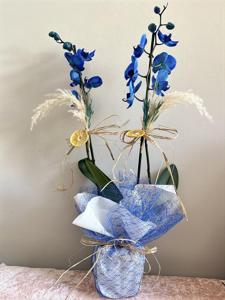 Çift Dallı Mavi Orkide nin resmi