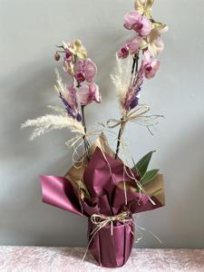 Çift Dallı Renkli Orkide nin resmi