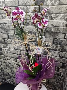 Çok Renkli VIP Orkide nin resmi