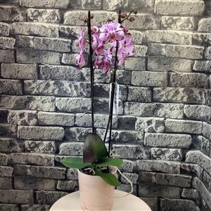 İki Dallı Bol Çiçekli VIP Orkide nin resmi