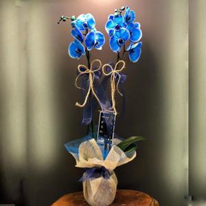 İki Dallı Mavi Orkide nin resmi