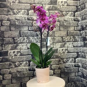 İki Dallı VIP Orkide nin resmi