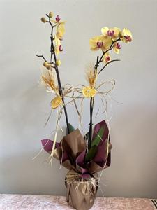 İki Renkli Çift Dallı Orkide nin resmi