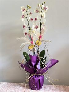 İki Renkli Çift Dallı Orkide nin resmi