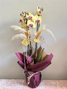 İki Renkli Üç Dallı Orkide nin resmi