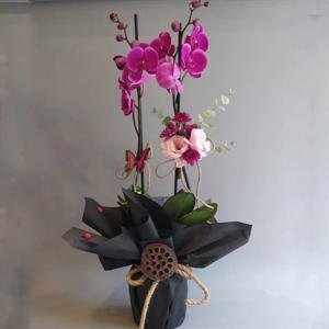 İlahi Lütuf 2 Dallı Fuşya Renkli Orkide nin resmi