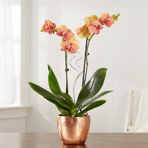 Şenlik Ateşi Orkide 2 Dallı Özel Renk Orkide nin resmi