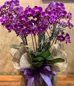 6 dallı vip orkideler