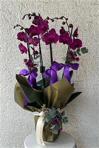 mor orkide 4 lü
